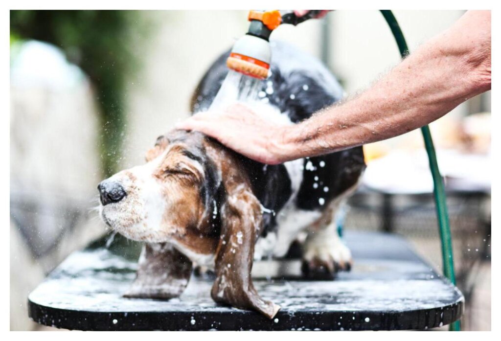 Dog Shampoo Washing 29