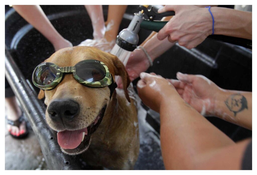 Dog Shampoo Washing 31