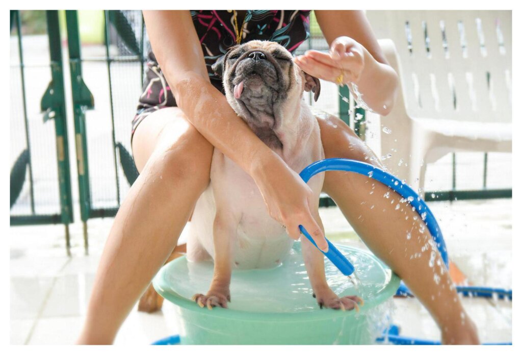 Dog Shampoo Washing 32