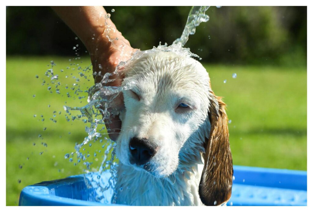 Dog Shampoo Washing 34