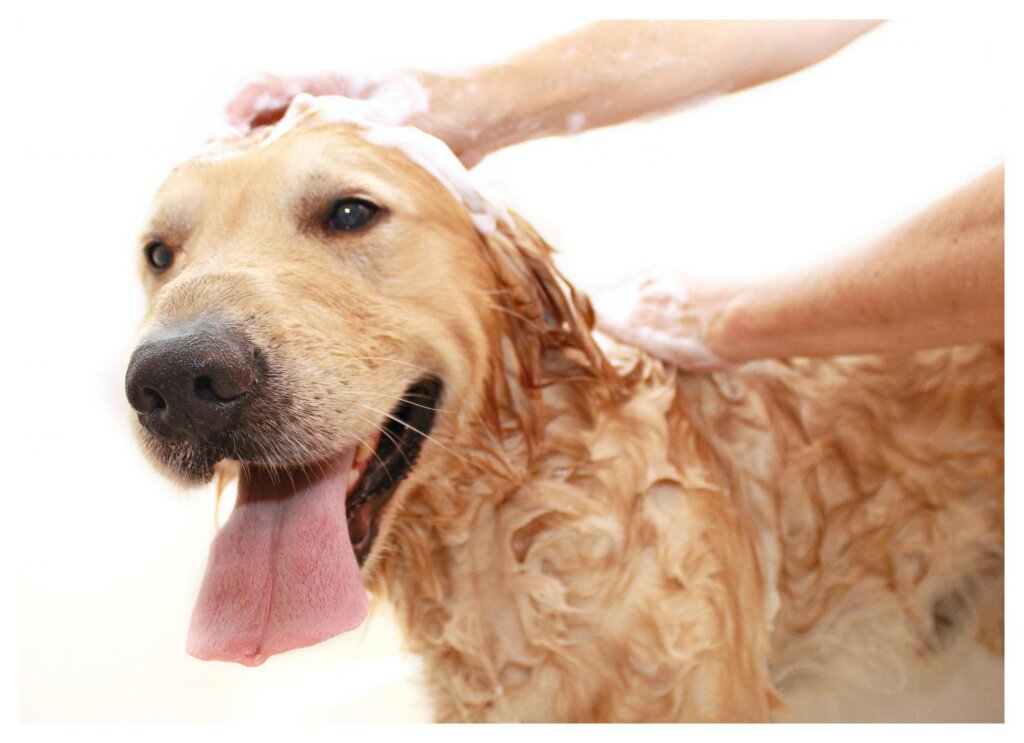 Dog Shampoo Washing 35