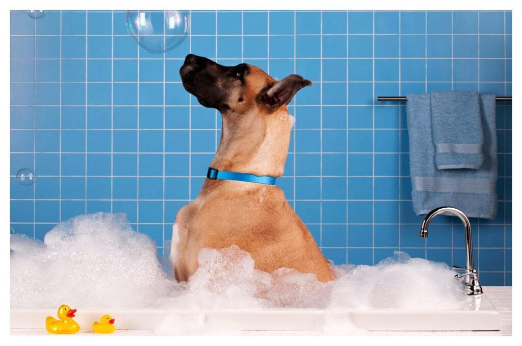 Dog Shampoo Washing 36