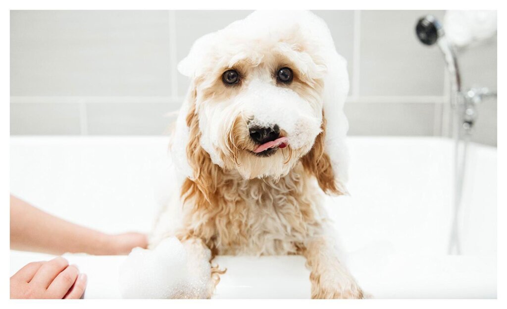 Dog Shampoo Washing 38
