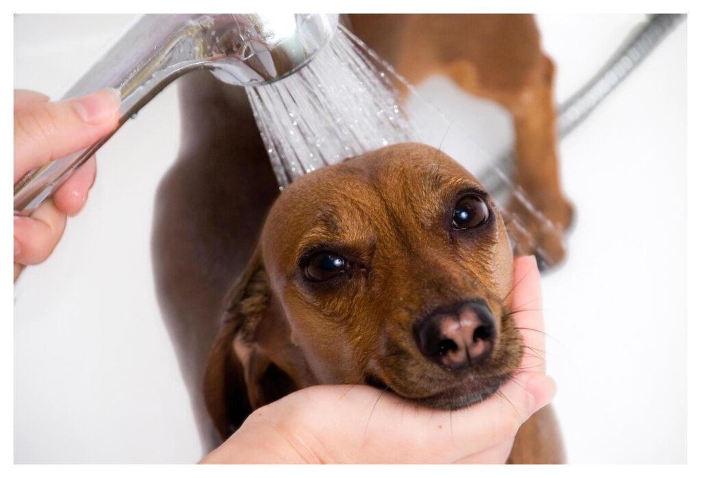 Dog Shampoo Washing 39