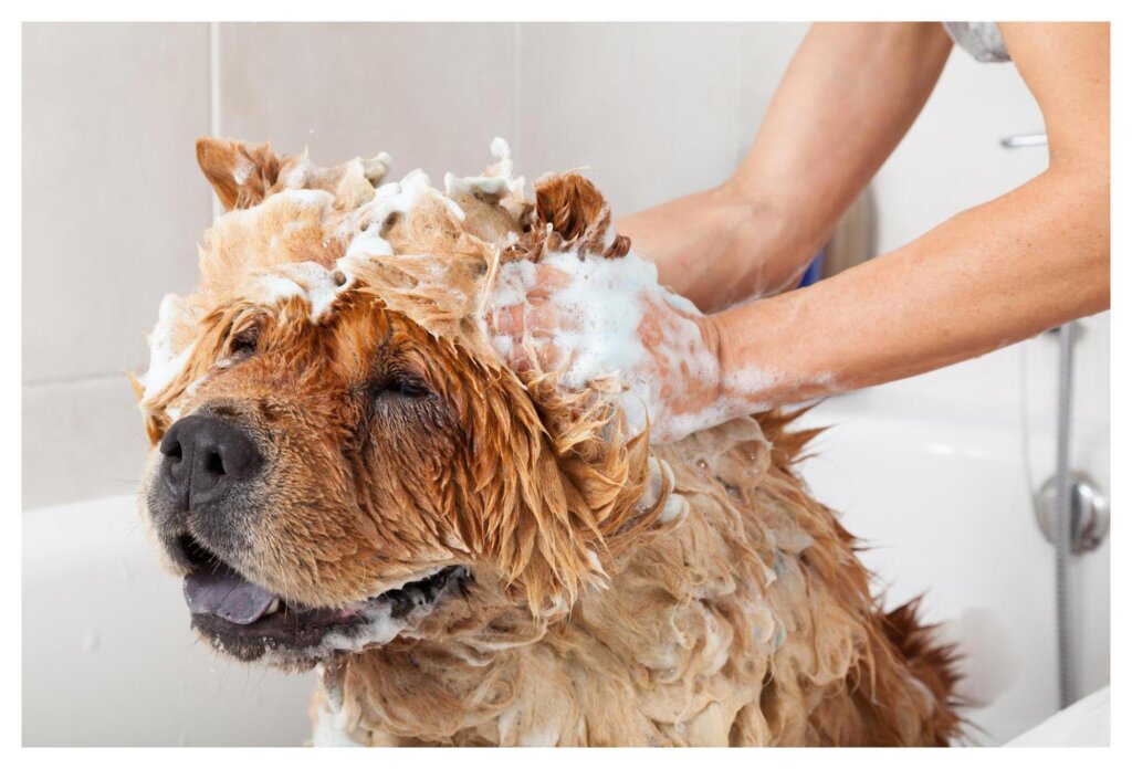 Dog Shampoo Washing 4