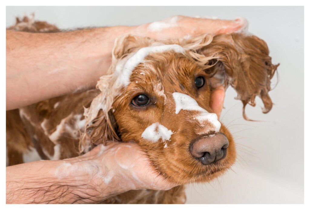 Dog Shampoo Washing 41
