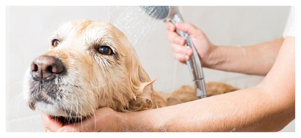 Dog Shampoo Washing 43