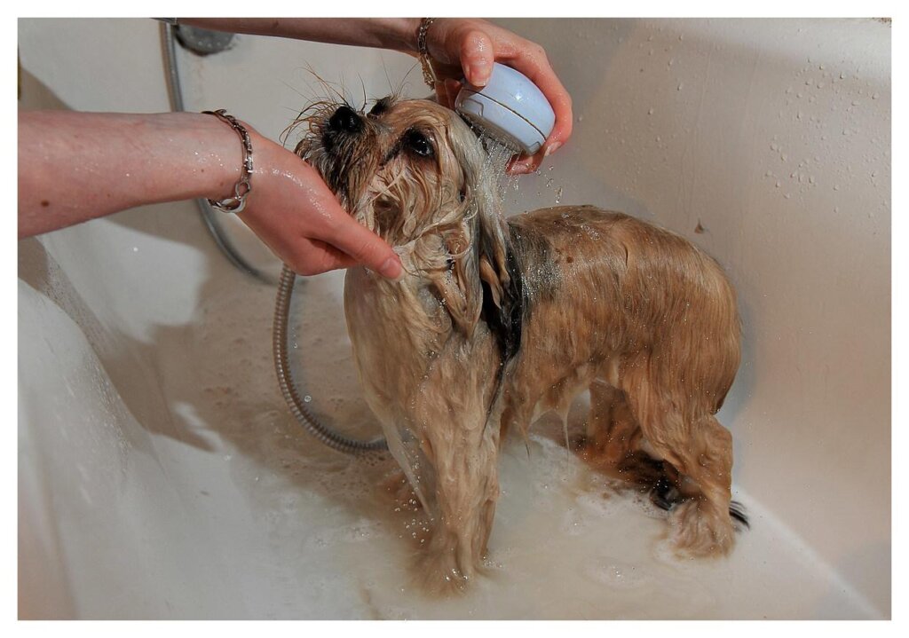 Dog Shampoo Washing 47