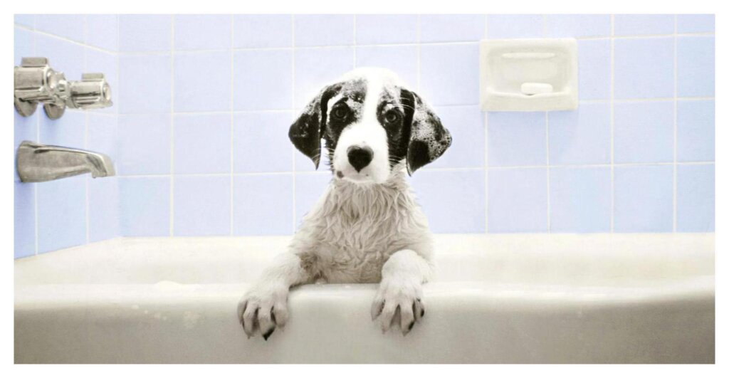 Dog Shampoo Washing 48
