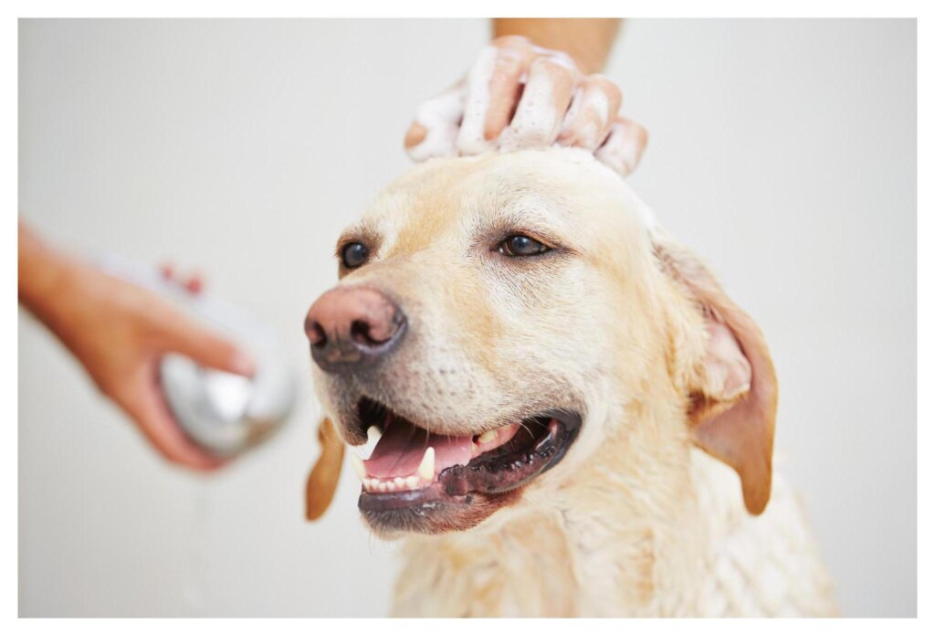 Dog Shampoo Washing 5