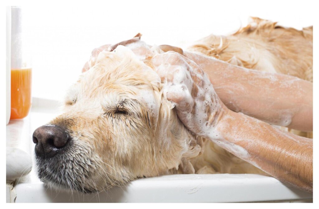 Dog Shampoo Washing 51