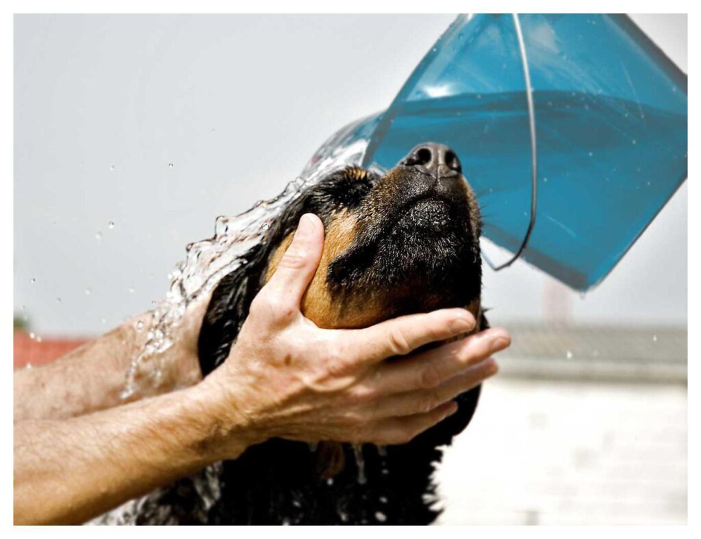 Dog Shampoo Washing 52