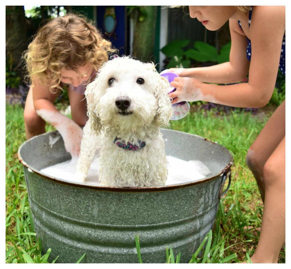 Dog Shampoo Washing 54