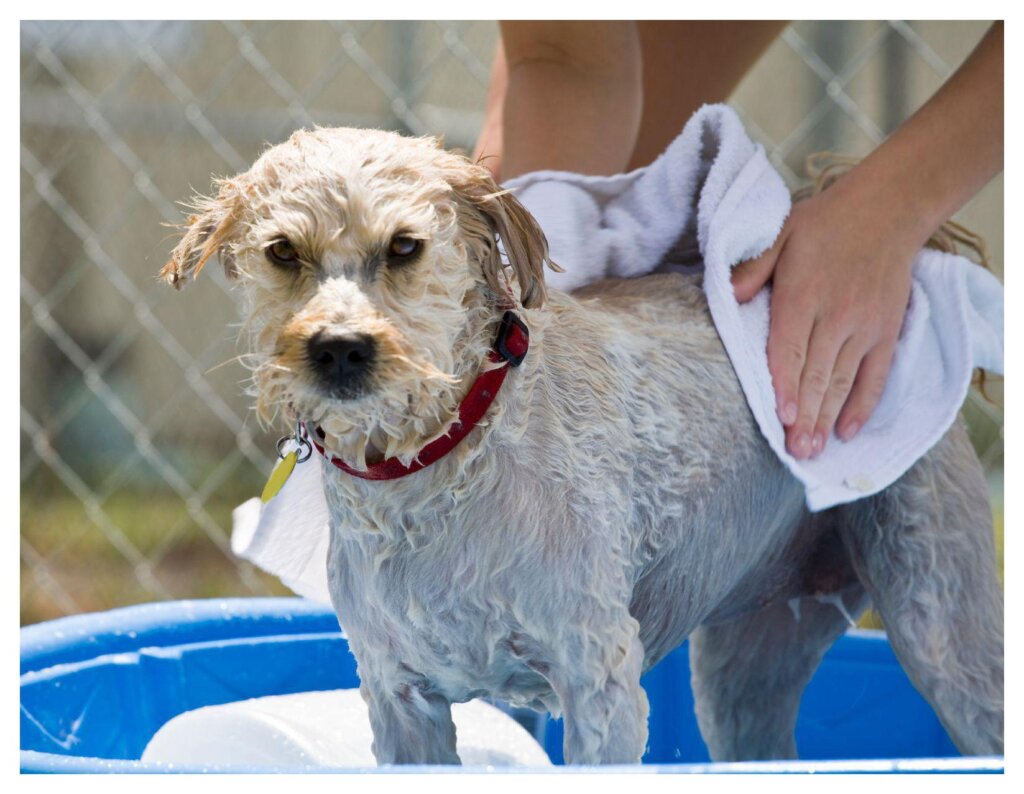 Dog Shampoo Washing 55