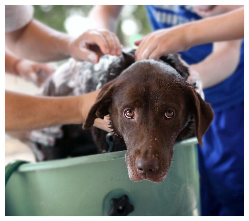 Dog Shampoo Washing 57