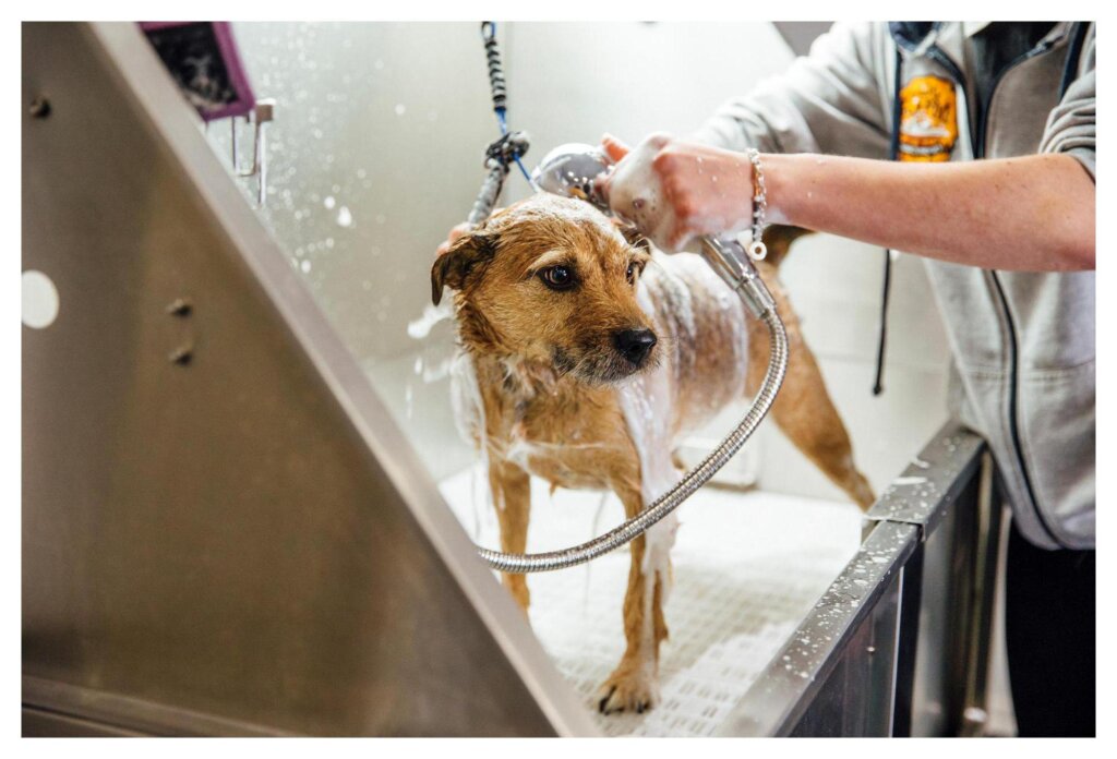 Dog Shampoo Washing 6