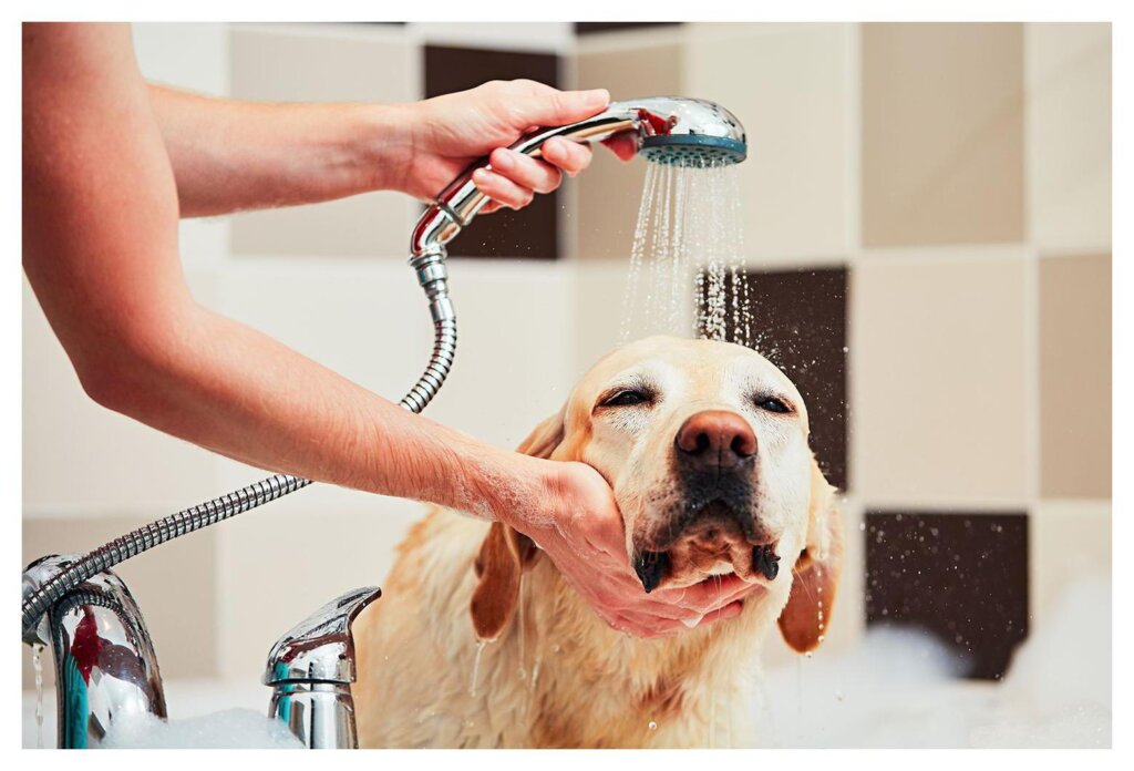 Dog Shampoo Washing 61