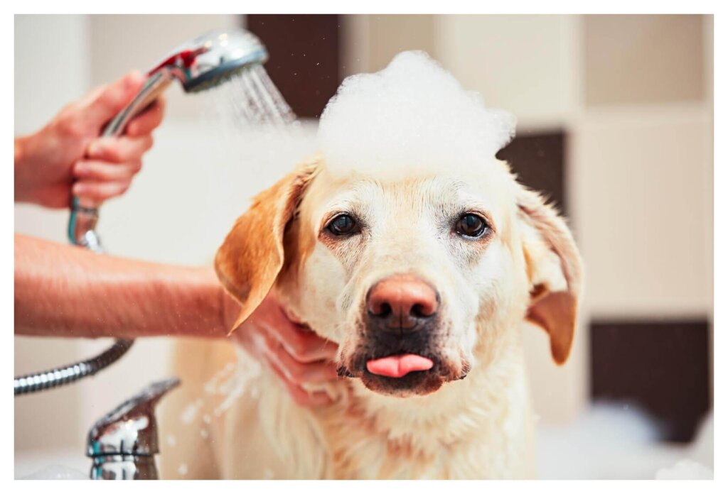 Dog Shampoo Washing 7