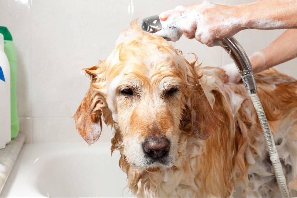 Dog Shampoo Washing 9