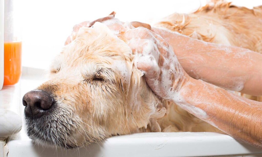 Dog Shampoo Washing10