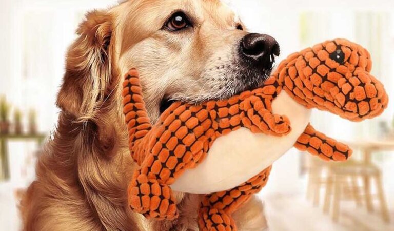 Positive Effects Of Toys On Dogs