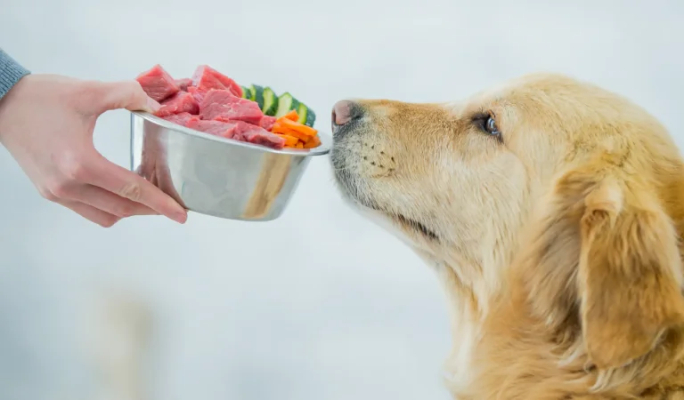 How To Prevent Loss Of Appetite In Dogs