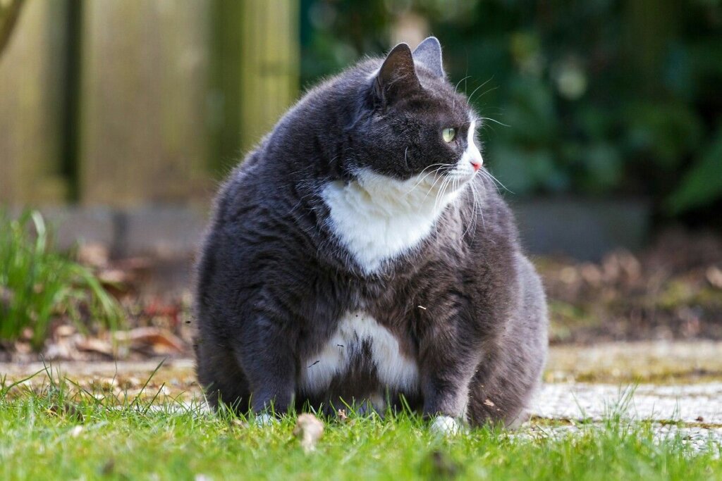 Fat Cat 12