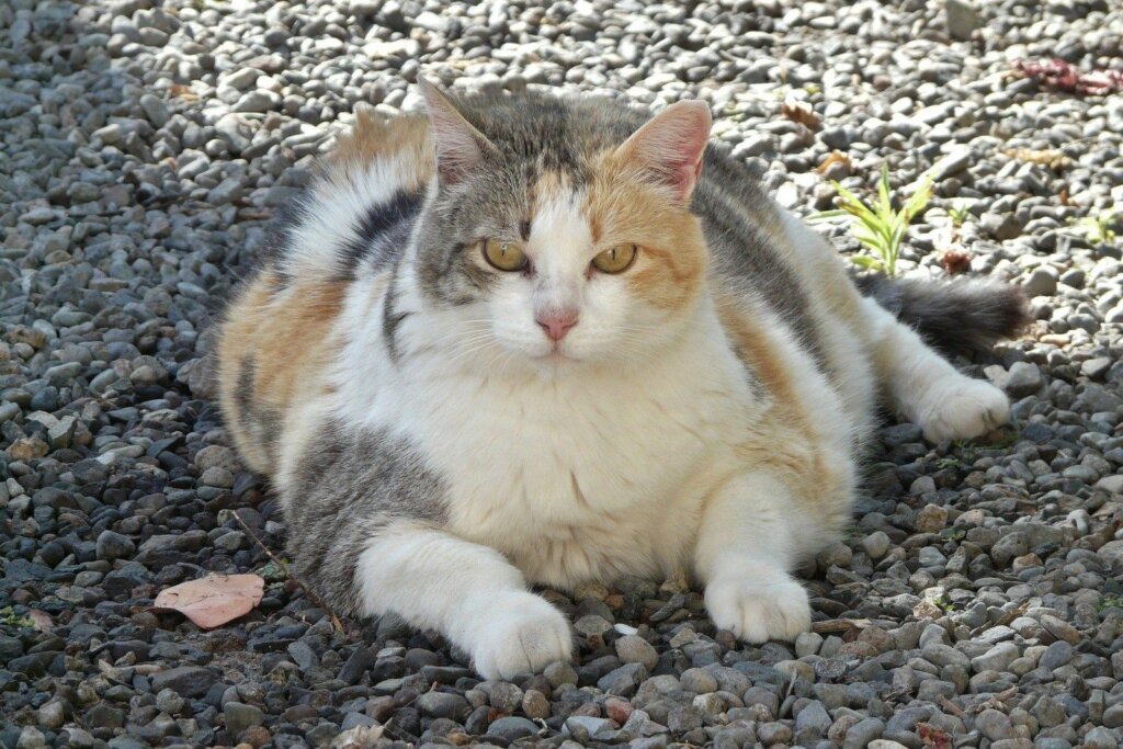 Fat Cat 121