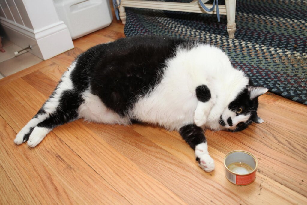 Fat Cat 13