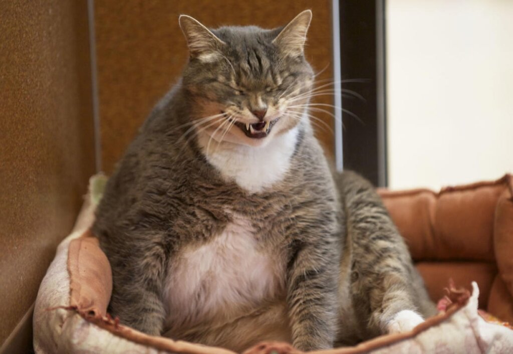 Fat Cat 14