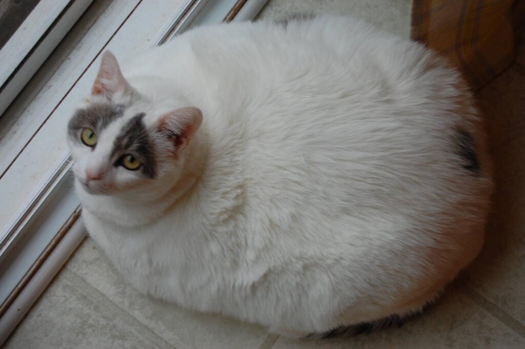 Fat Cat 16