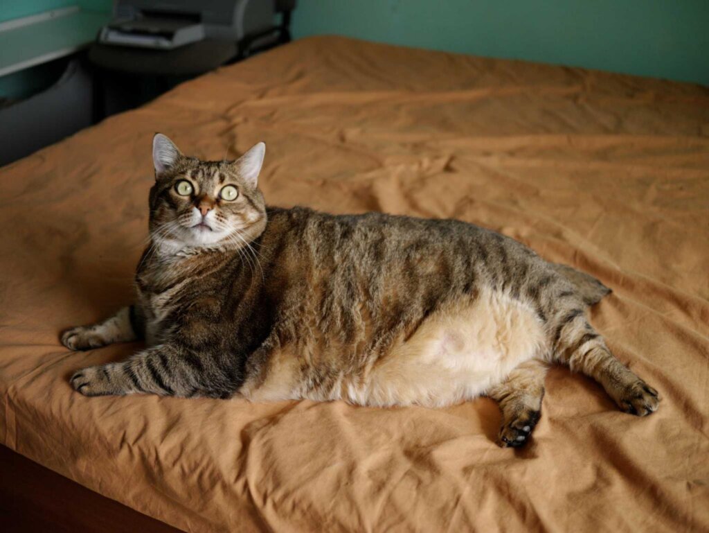 Fat Cat 18