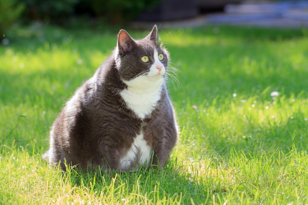 Fat Cat 2022