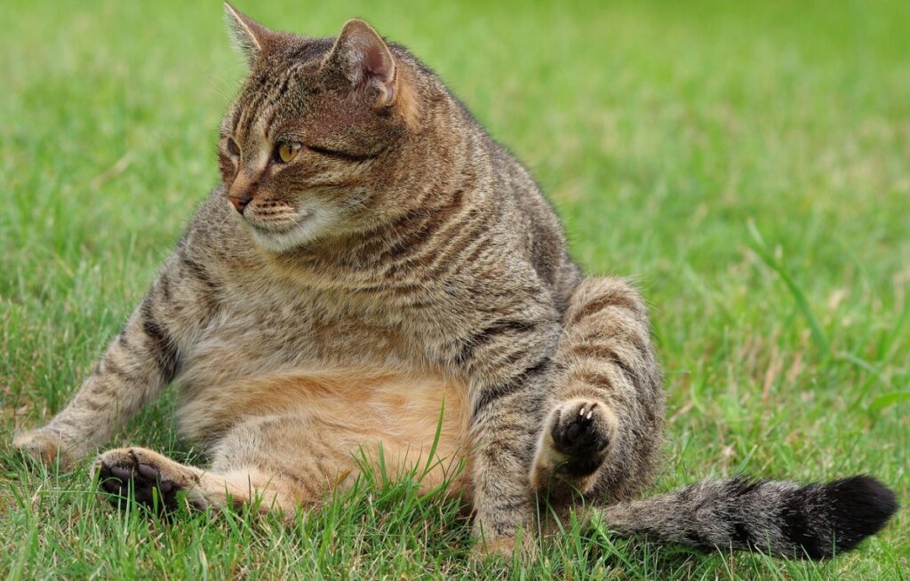 Fat Cat 22