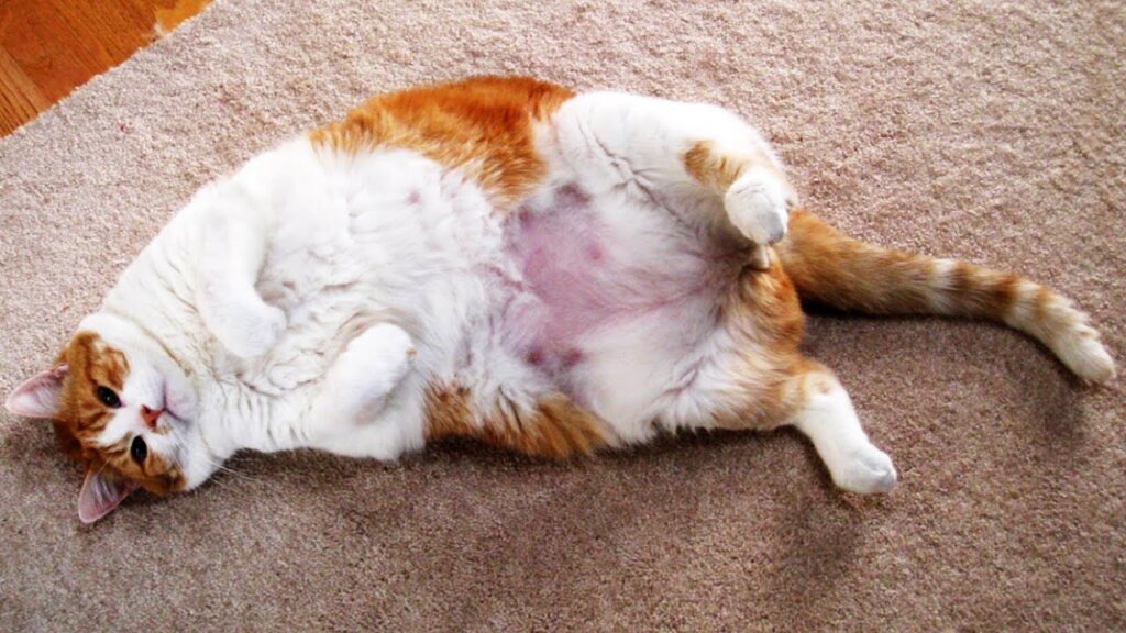 Fat Cat 28