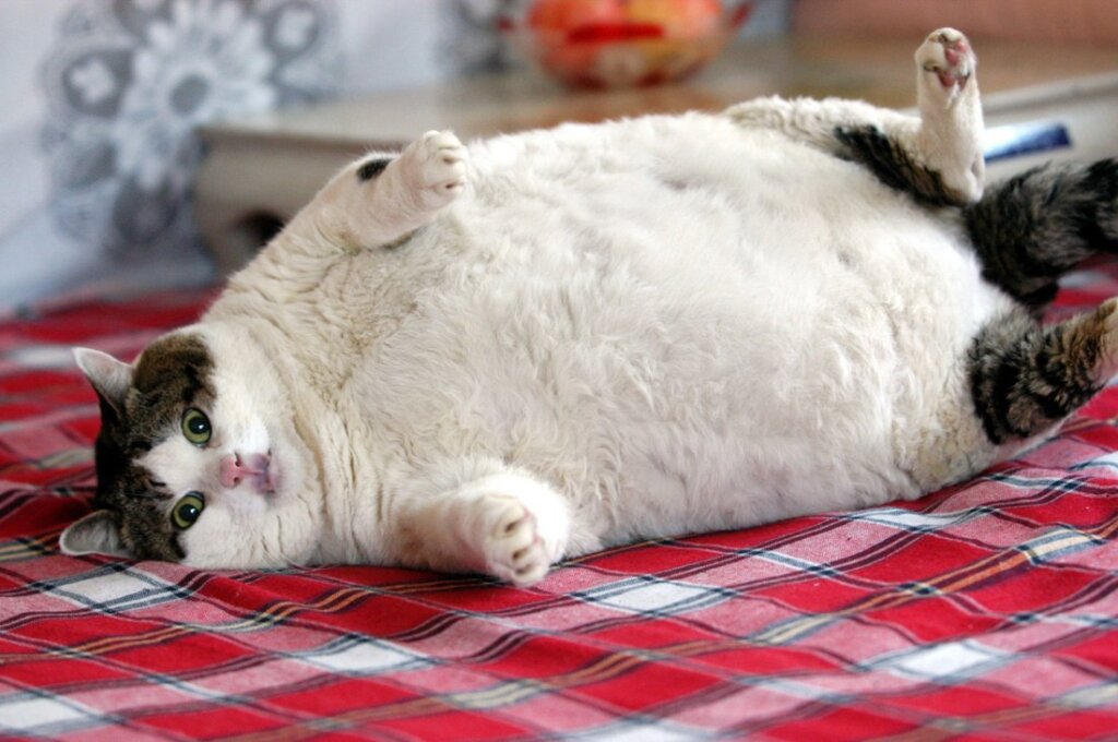Fat Cat 7