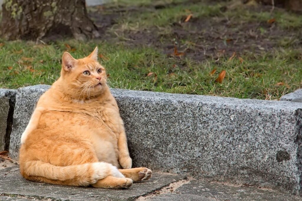 Fat Cat 8