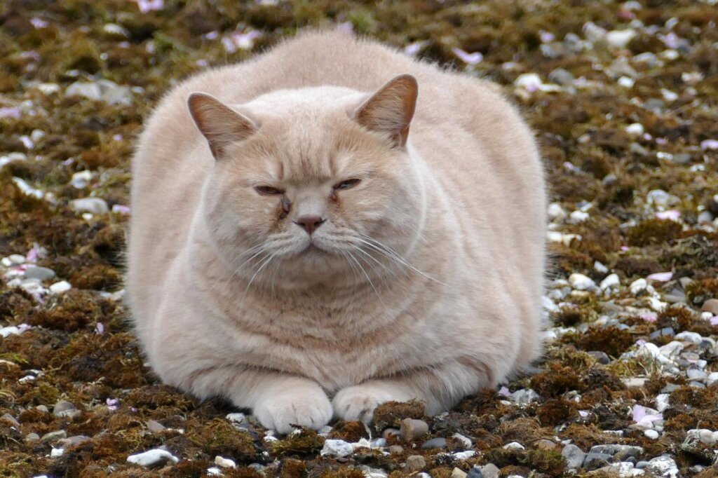 Fat Cat 9