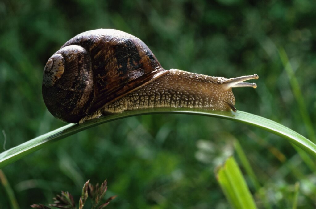 Garden snails 2022