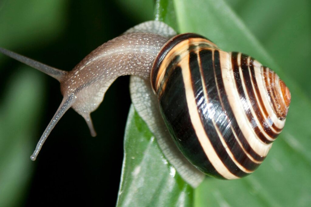 Garden snails 2023