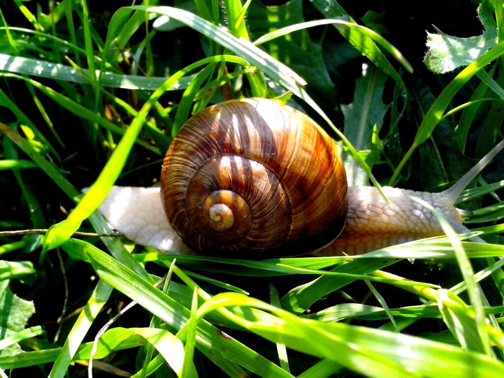 Garden snails life