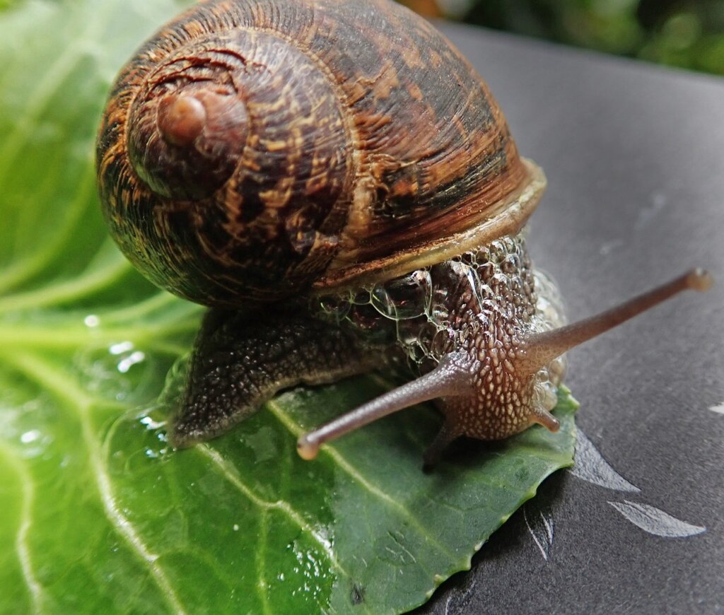 Garden snails1