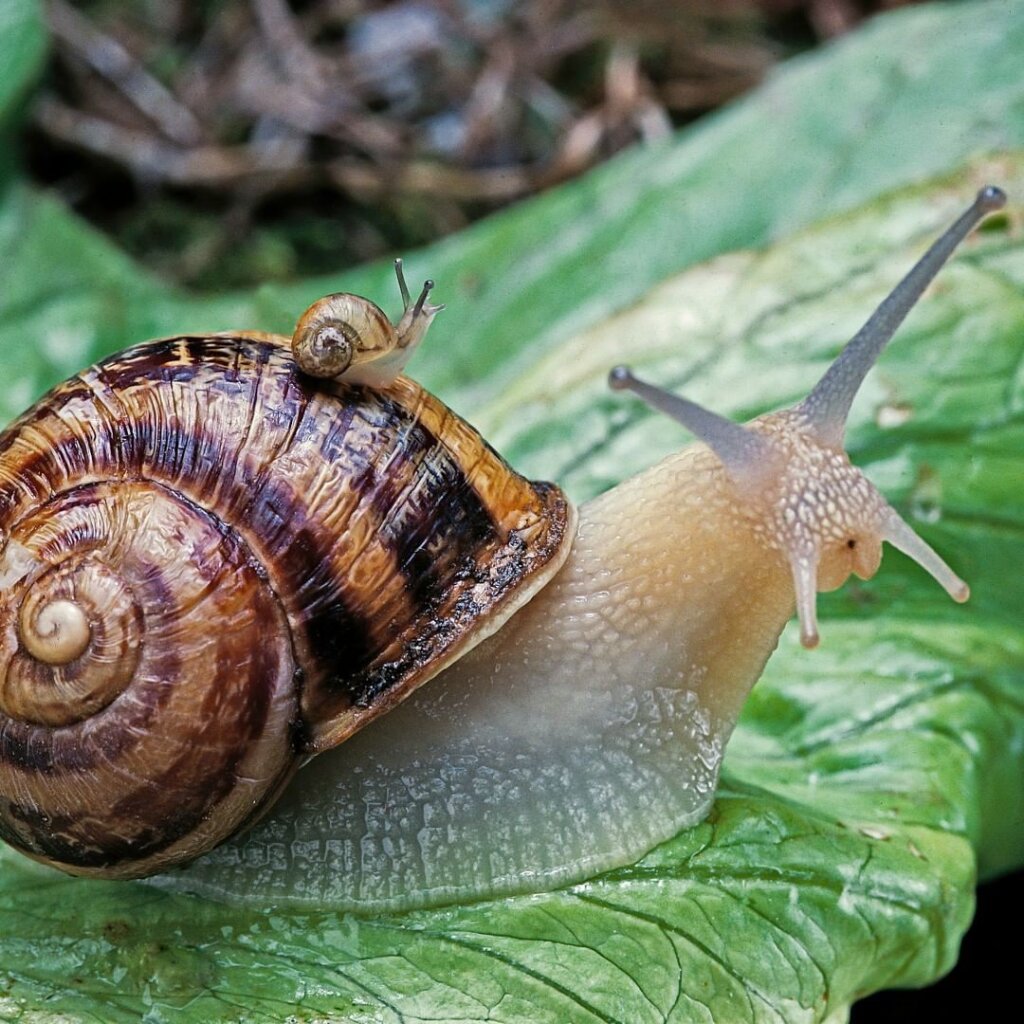 Garden snails2