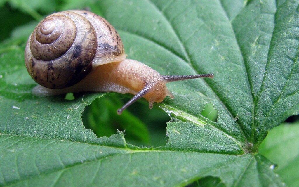 Garden snails3
