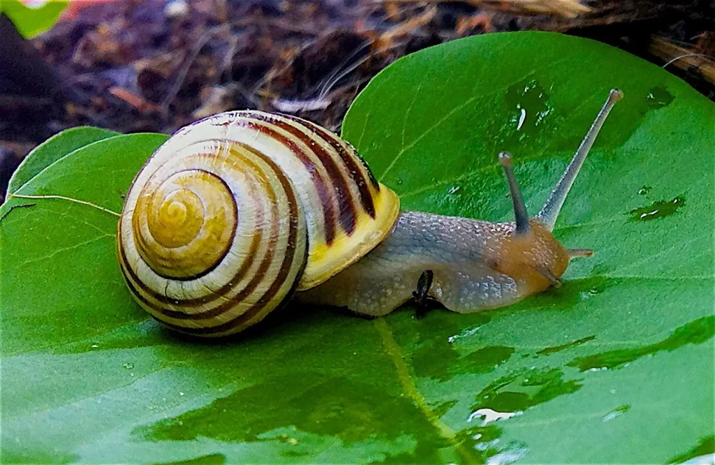 Garden snails4