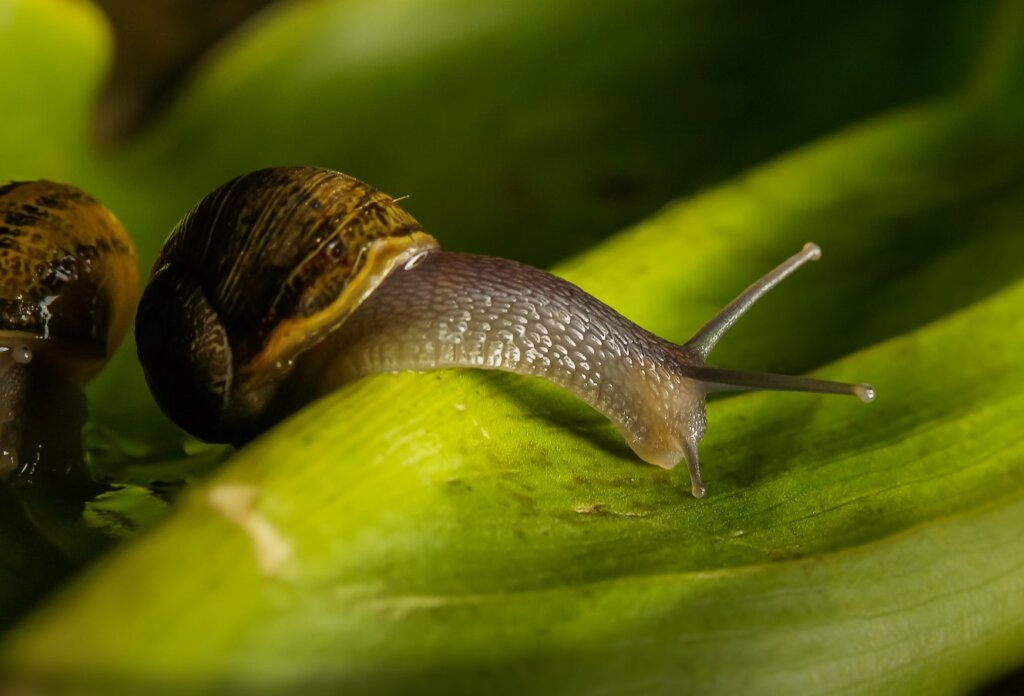 Garden snails6