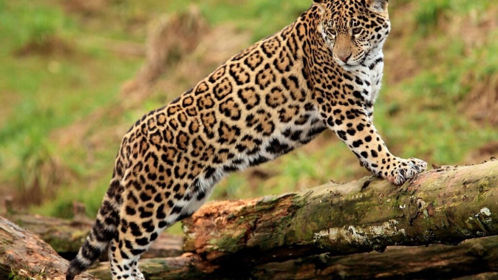 Jaguars 2023
