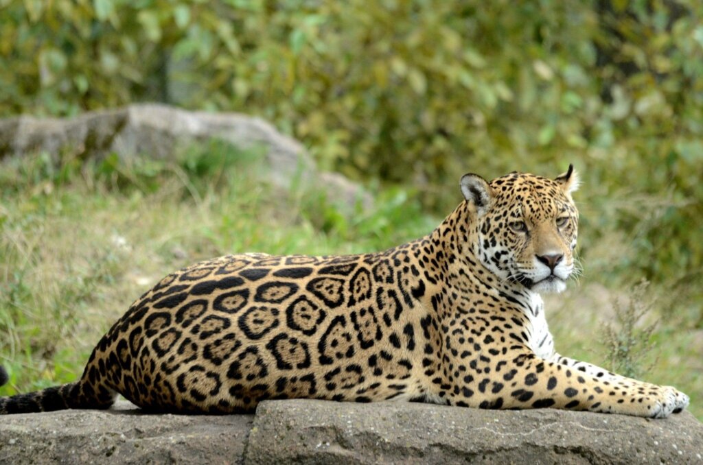 Jaguars 4