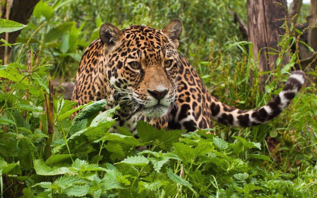 Jaguars beautiful