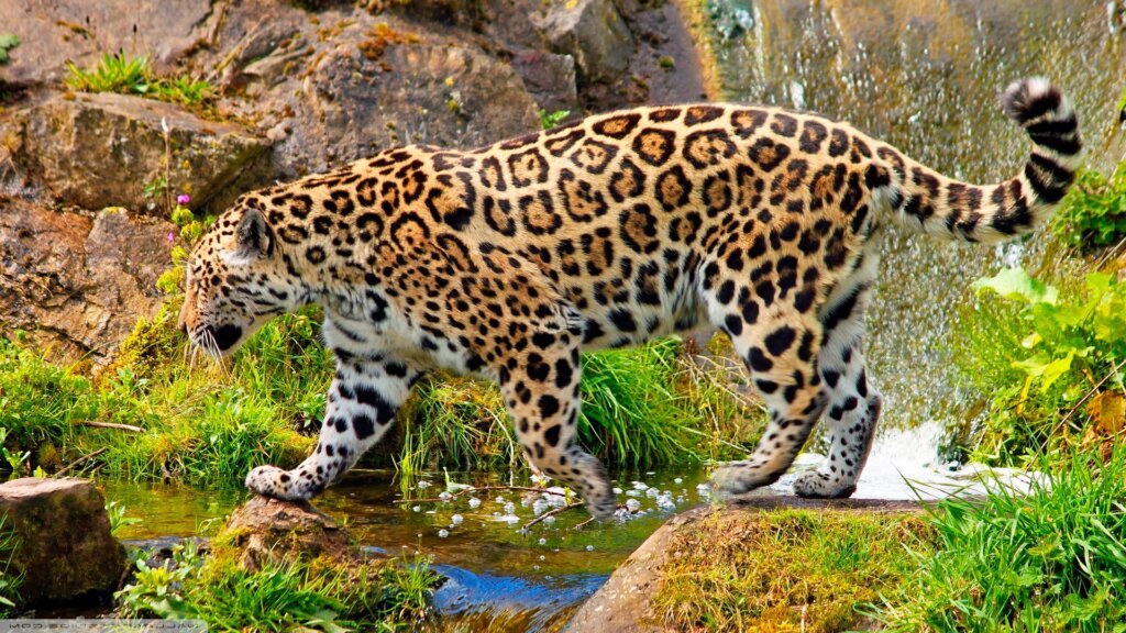 Jaguars cat